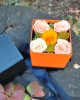 Special Mini Crio Box