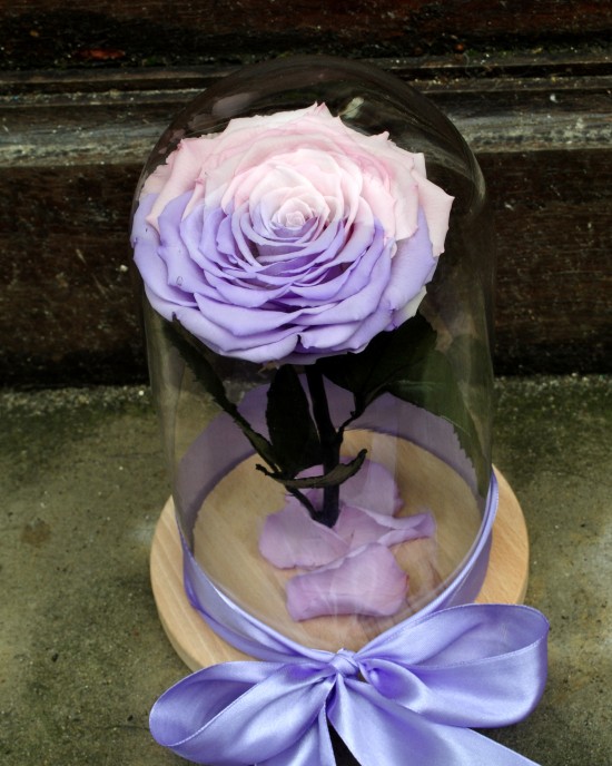 Beauty and the Beast Rainbow