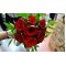 Everlasting Wedding Bouquet  Everlasting Wedding Bouquet